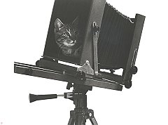 Gatti (289)